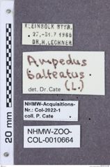 Etikette zu Ampedus balteatus (NHMW-ZOO-COL-0010664)